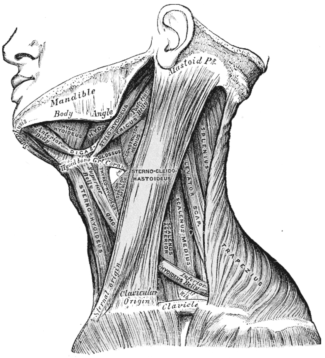 muscles cervicaux