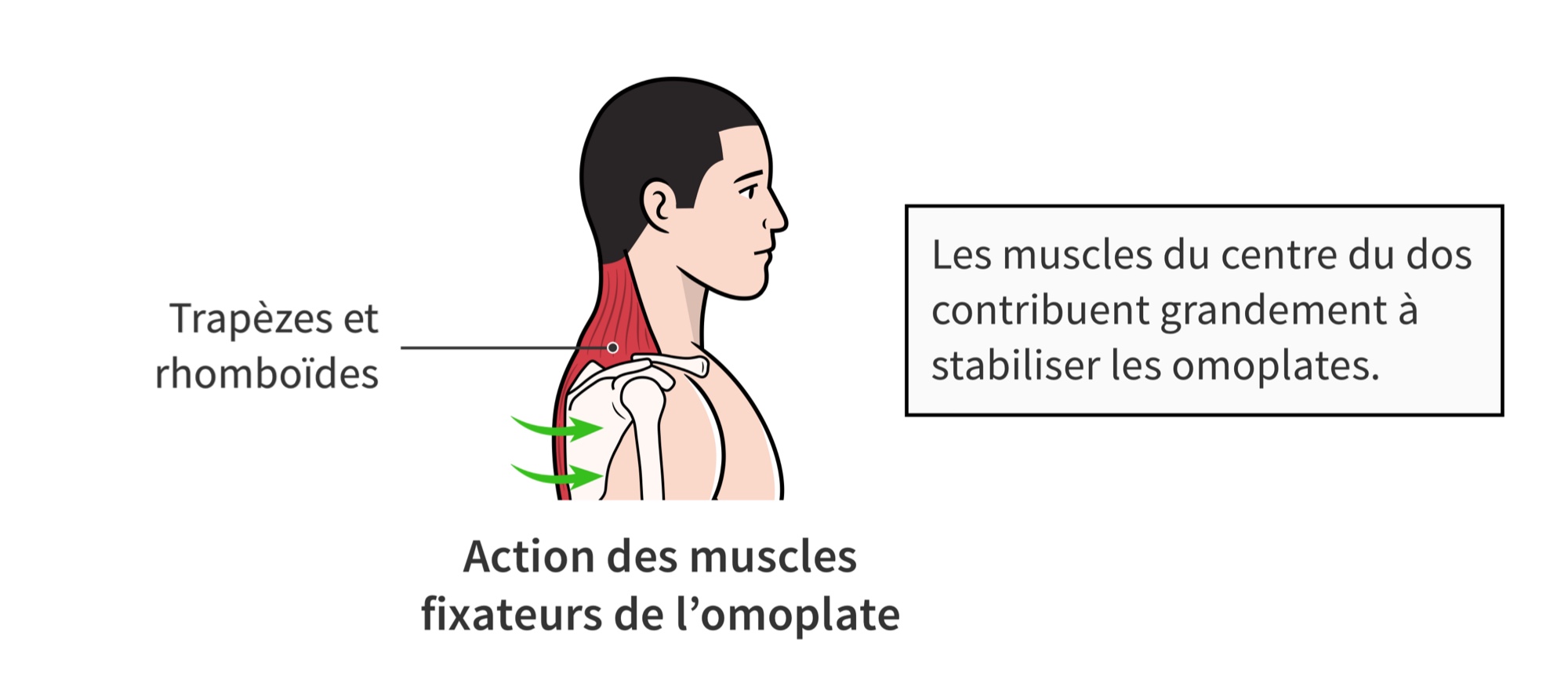 Action des muscles fixateurs de l’omoplate