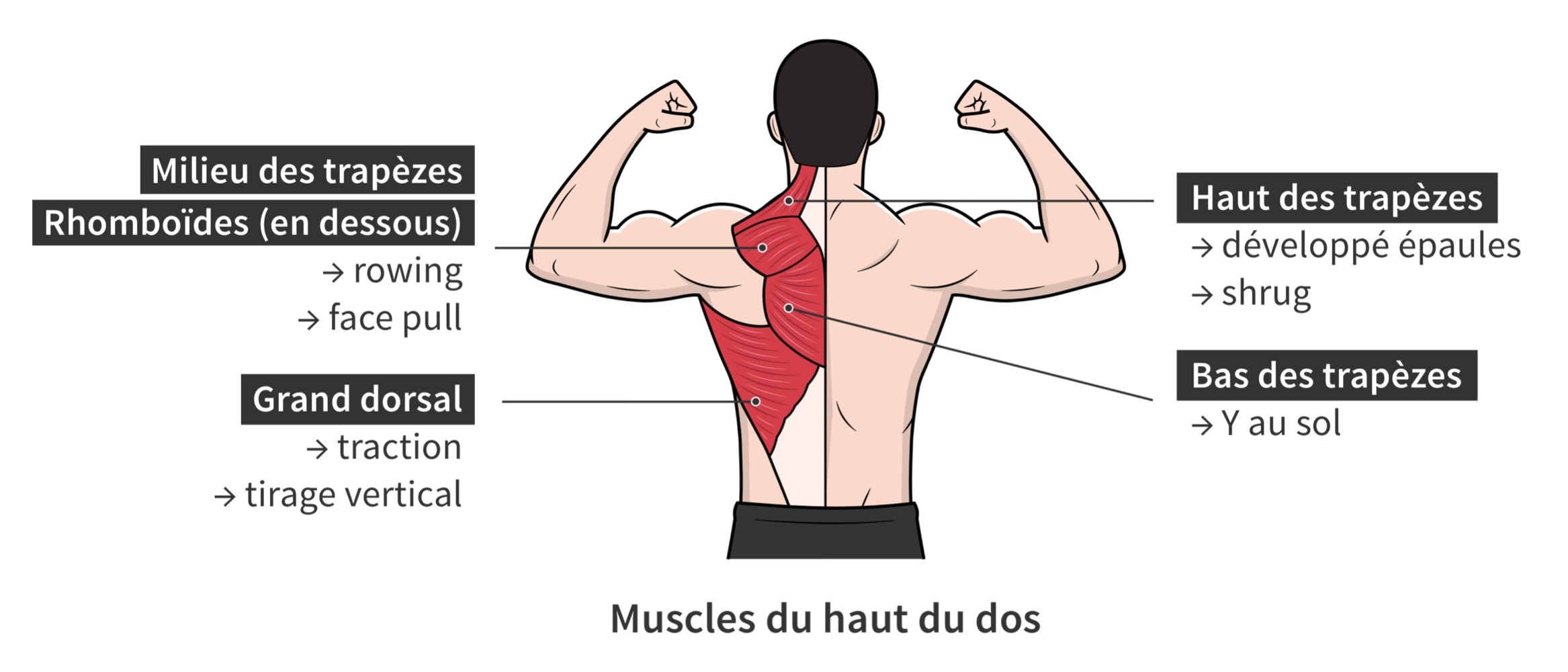 Recrutement des muscles du dos