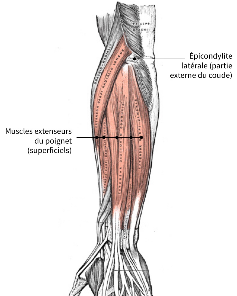 muscles de l’avant bras