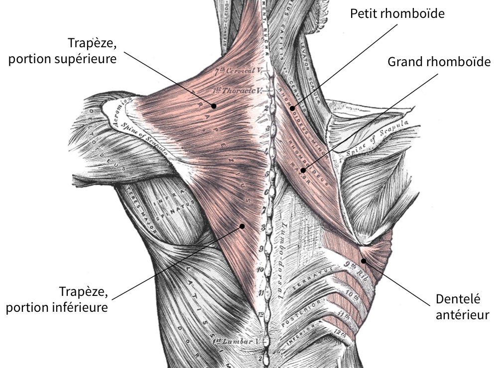 muscles fixateurs de la scapula