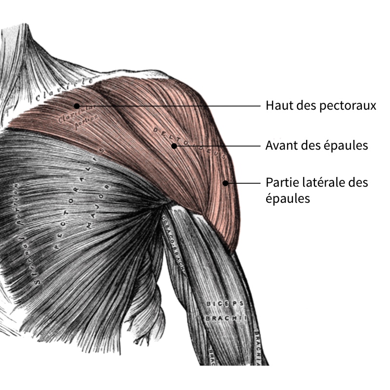 muscle deltoide