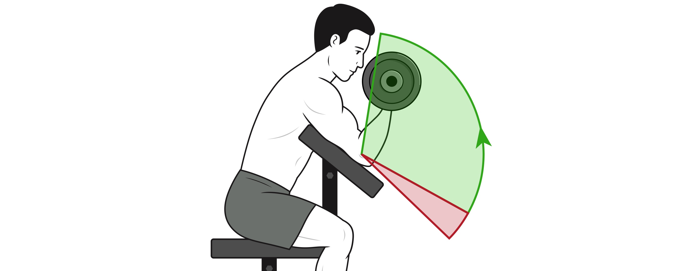 L’amplitude aux biceps curls
