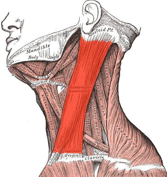 Illustration du puissant muscle sternocléidomastoïdien