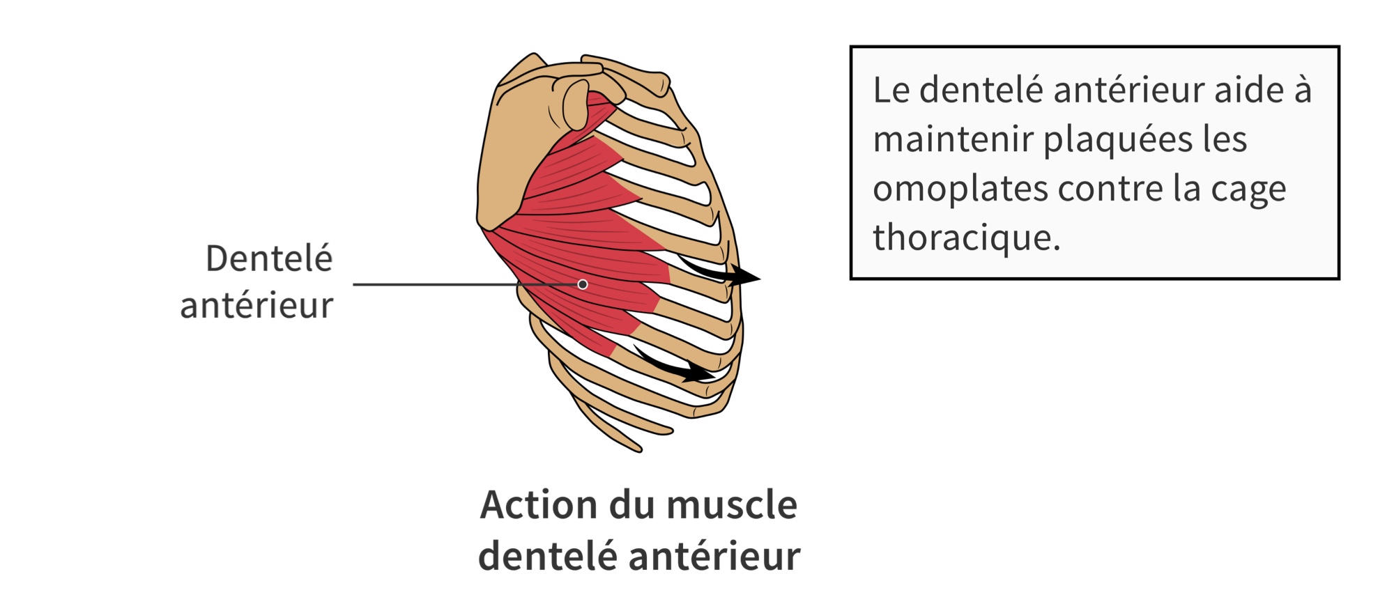 Action du muscle dentelé antérieur