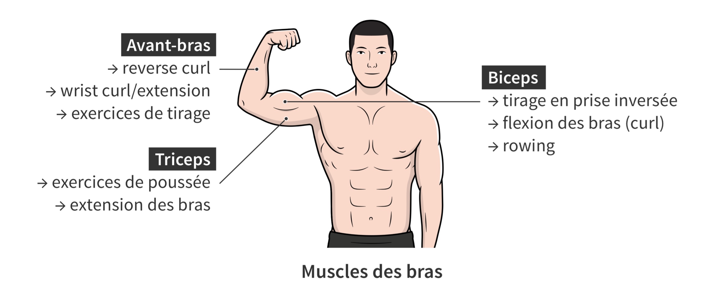 Recrutement des muscles des bras