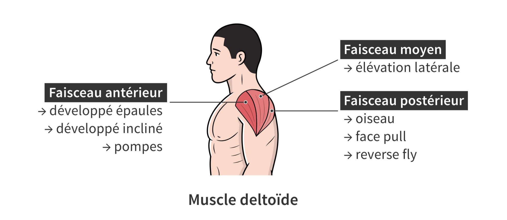 Recrutement du muscle deltoide